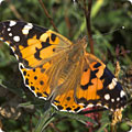 painted-lady-butterfly