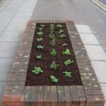 winter bedding plants
