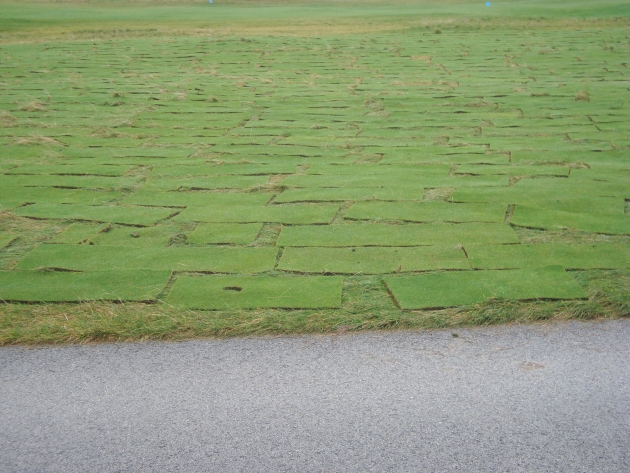 green grass