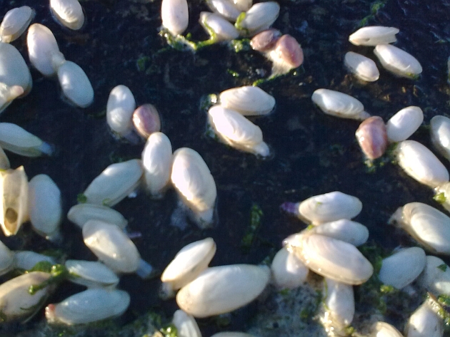shellfish