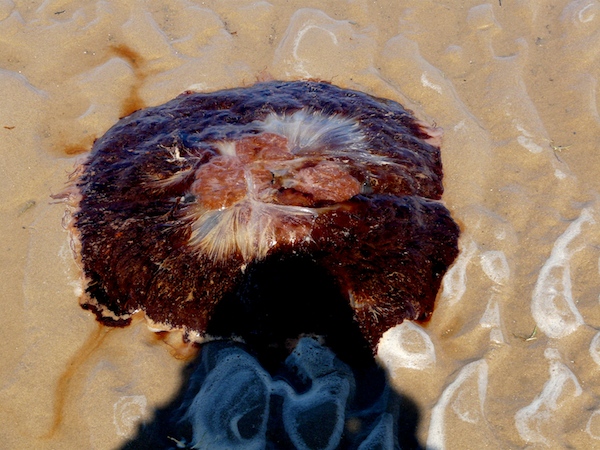 jelly fish