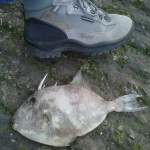 trigger fish