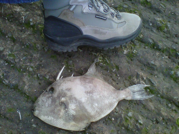 trigger fish trigger fish