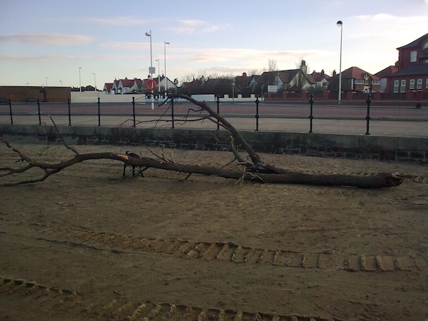 driftwood