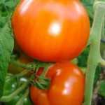tomatoes