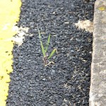 grassy road