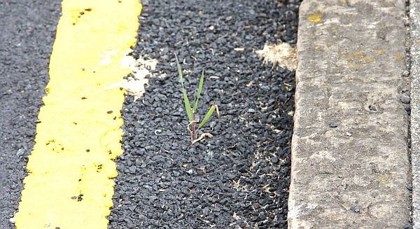 grassy road