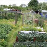 allotment
