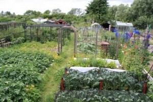 allotment