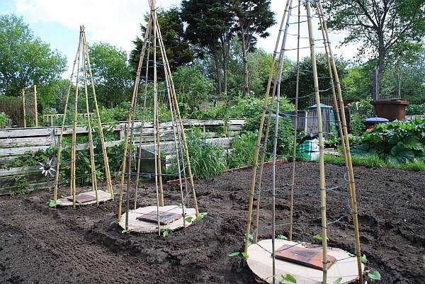 plot65