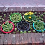 Olympic flowers