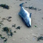 porpoise