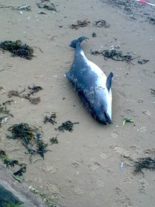 porpoise