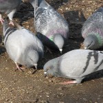 pigeons