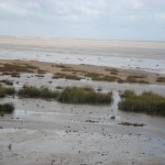 spartina grass