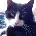 tabby cat