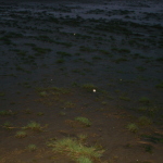 beach grass 2014