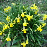 daffodils