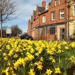 quadrant daffodils