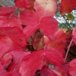 red ivy