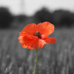 poppy